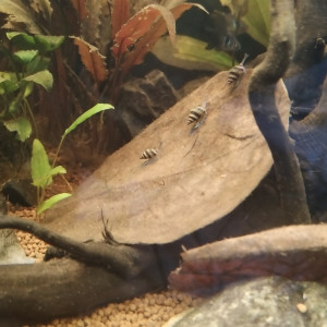 Surplus d'aquarium d'escargots Assassins - Anentome helena