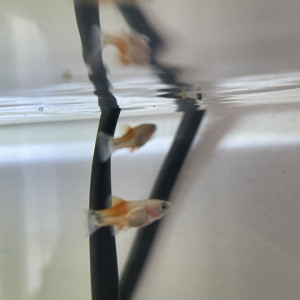 Alevin Platy 1/2 mois