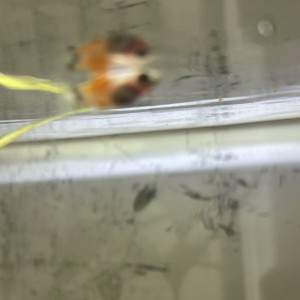 Alevin Platy 1/2 mois