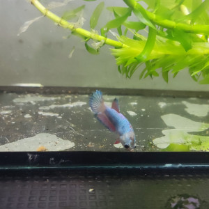 Betta femelle 9