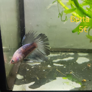 Betta 8