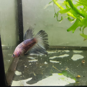 Betta 8
