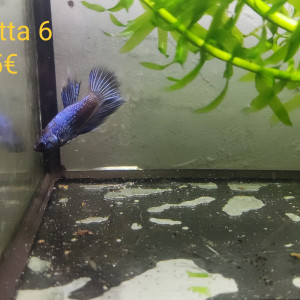 Betta 6
