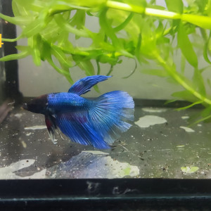 Betta 4