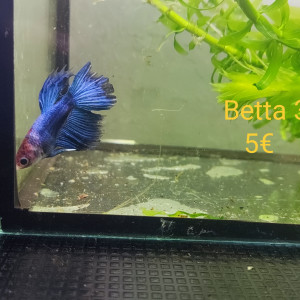 Betta 3