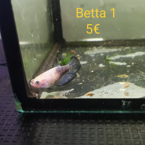 Betta femelle 1
