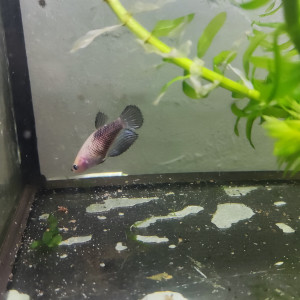 Betta femelle 1