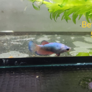 Betta femelle 9