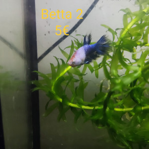 Betta femelle 2