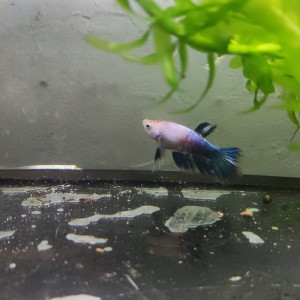 Betta femelle 2