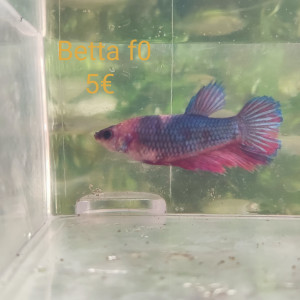 Betta femelle
