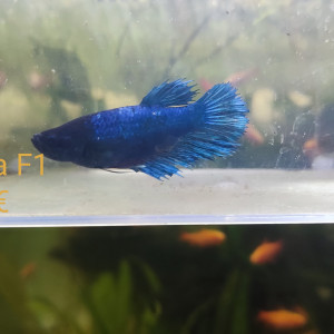 Betta femelle