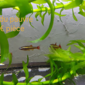 Tanichthys albonubes