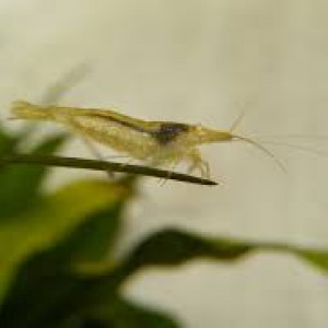 Neocardina transparentes