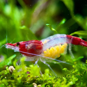 Neocaridiana 'red rili' /kohaku