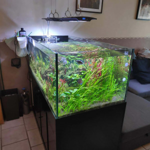 Aquarium sur mesure