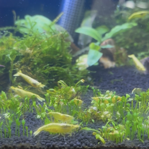 neocaridina yellow neon haut grade