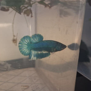 Betta plakat hm males et femelles de 3 mois