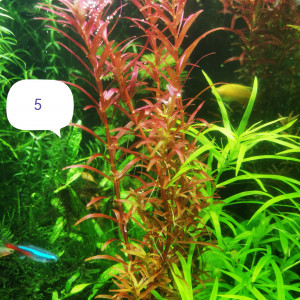 Rotala