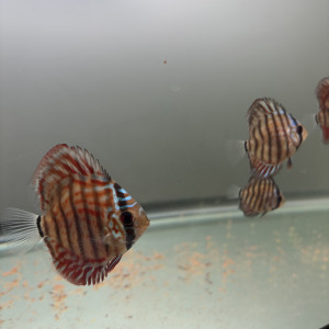 Discus