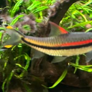 puntius denisonii x6