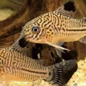 Magnifique corydoras x8
