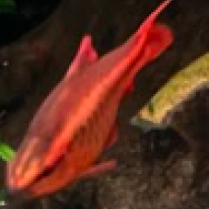 10 Barbus cerise (Puntius titteya) – mâles et femelles