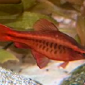 10 Barbus cerise (Puntius titteya) – mâles et femelles