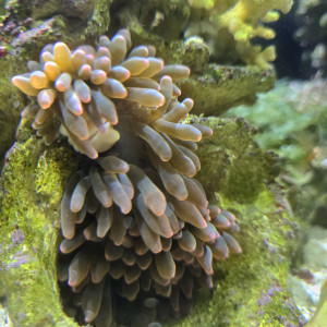 Entacmea quadricolor verte et rose