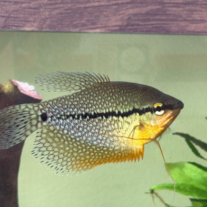GOURAMI perlé
