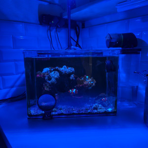 Aquarium récifal 35L dennerle complet