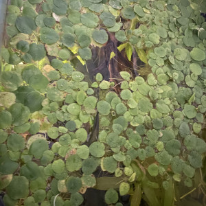 limnobium laevigatum