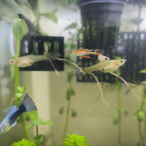 Guppy Endler vente/échange plantes & poissons