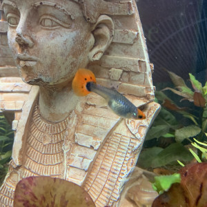 Donne deux guppy femelles orange