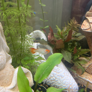 Donne deux guppy femelles