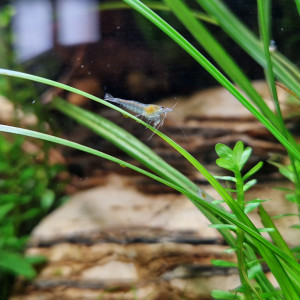 Crevettes Neocaridina "Blue Jelly" non sexables