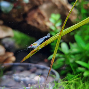 Crevettes Neocaridina "Blue Jelly" non sexables