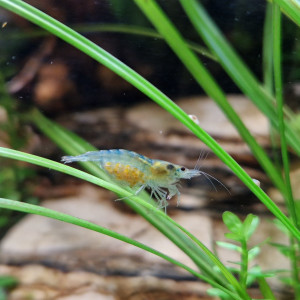Crevettes Neocaridina "Blue Jelly" femelles grainées