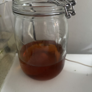 Anguillules de vinaigre