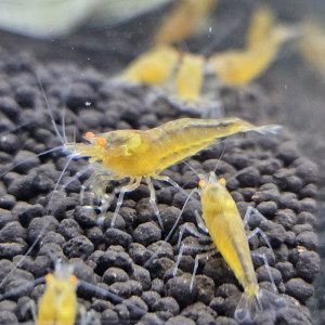 Caridina Yellow king kong orange eyes
