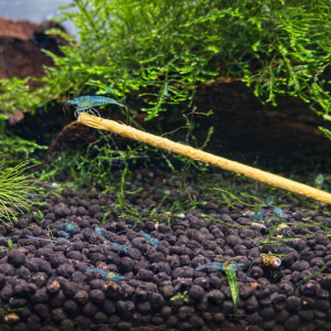 Crevettes Blue Rili Neocaridina