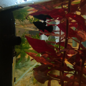 DON DE FEMELLE MOLLY SPHENOPS NOIRE ET ALEVINS