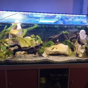 cuve 240l avec pompe jbl 902