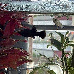 Don – Femelle Molly sphenops  noire