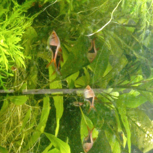 Lot de poissons d'aquarium