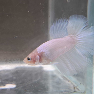 Jeune Male betta combattant Voiles longs - 6 mois