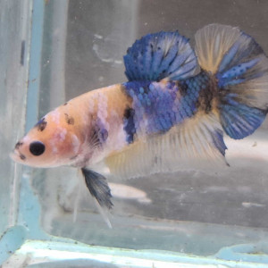 Jeune male betta plakat combattant yellow koi 4,5 mois