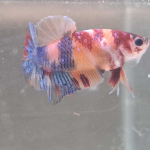 Jeune male betta plakat nemo yellow base 4,5 mois