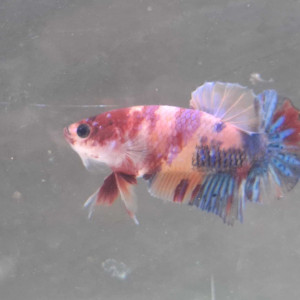 Jeune male betta plakat nemo yellow base 4,5 mois