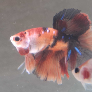 Jeune male betta halfmoon combattant 6 mois